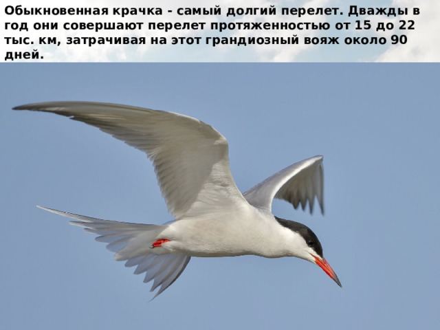Обыкновенная крачка - самый долгий перелет. Дважды в год они совершают перелет протяженностью от 15 до 22 тыс. км, затрачивая на этот грандиозный вояж около 90 дней.   