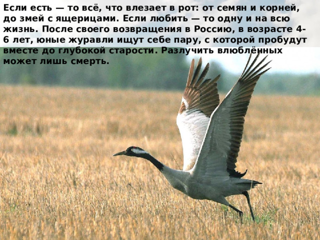 Если есть — то всё, что влезает в рот: от семян и корней, до змей с ящерицами. Если любить — то одну и на всю жизнь. После своего возвращения в Россию, в возрасте 4-6 лет, юные журавли ищут себе пару, с которой пробудут вместе до глубокой старости. Разлучить влюблённых может лишь смерть. 