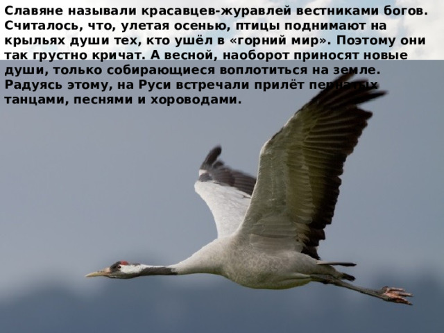Славяне называли красавцев-журавлей вестниками богов. Считалось, что, улетая осенью, птицы поднимают на крыльях души тех, кто ушёл в «горний мир». Поэтому они так грустно кричат. А весной, наоборот приносят новые души, только собирающиеся воплотиться на земле. Радуясь этому, на Руси встречали прилёт пернатых танцами, песнями и хороводами. 