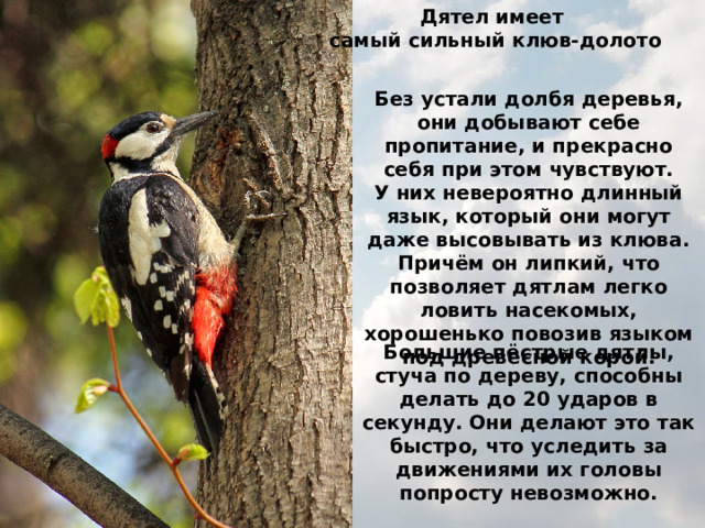 Дятел имеет самый сильный клюв-долото Без устали долбя деревья, они добывают себе пропитание, и прекрасно себя при этом чувствуют. У них невероятно длинный язык, который они могут даже высовывать из клюва. Причём он липкий, что позволяет дятлам легко ловить насекомых, хорошенько повозив языком под древесной корой. Большие пёстрые дятлы, стуча по дереву, способны делать до 20 ударов в секунду. Они делают это так быстро, что уследить за движениями их головы попросту невозможно. 