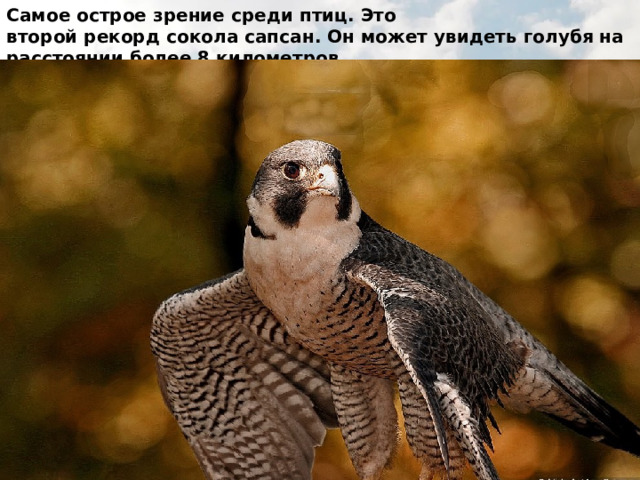 Самое острое зрение среди птиц. Это второй рекорд сокола сапсан. Он может увидеть голубя на расстоянии более 8 километров. 