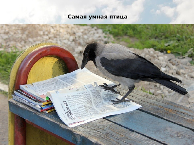 Самая умная птица 