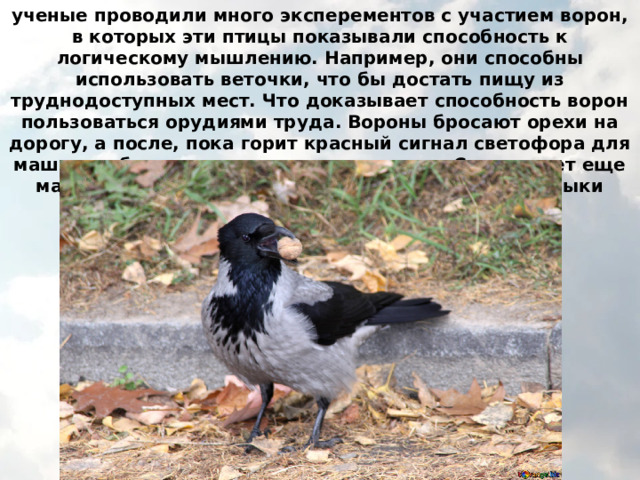 ученые проводили много эксперементов с участием ворон, в которых эти птицы показывали способность к логическому мышлению. Например, они способны использовать веточки, что бы достать пищу из труднодоступных мест. Что доказывает способность ворон пользоваться орудиями труда. Вороны бросают орехи на дорогу, а после, пока горит красный сигнал светофора для машин, собирают раздавленные орешки. Существует еще масса примеров, в которых вороны проявляют навыки мышления. 
