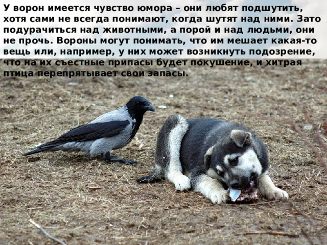 У ворон имеется чувство юмора – они любят подшутить, хотя сами не всегда понимают, когда шутят над ними. Зато подурачиться над животными, а порой и над людьми, они не прочь. Вороны могут понимать, что им мешает какая-то вещь или, например, у них может возникнуть подозрение, что на их съестные припасы будет покушение, и хитрая птица перепрятывает свои запасы. 