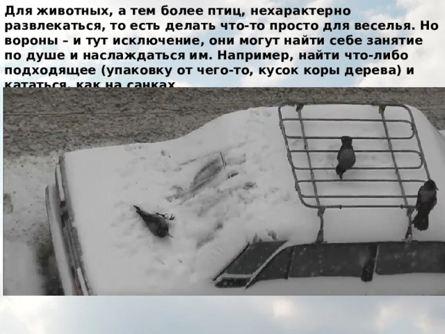 Для животных, а тем более птиц, нехарактерно развлекаться, то есть делать что-то просто для веселья. Но вороны – и тут исключение, они могут найти себе занятие по душе и наслаждаться им. Например, найти что-либо подходящее (упаковку от чего-то, кусок коры дерева) и кататься, как на санках 