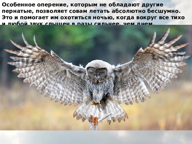 Особенное оперение, которым не обладают другие пернатые, позволяет совам летать абсолютно бесшумно. Это и помогает им охотиться ночью, когда вокруг все тихо и любой звук слышен в разы сильнее, чем днем. 