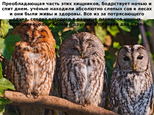 Преобладающая часть этих хищников, бодрствует ночью и спит днем.  учёные находили абсолютно слепых сов в лесах и они были живы и здоровы. Все из за потрясающего слуха, секрет которого в разнице размеров ушных отверстий, одно больше другого в полтора два раза. 