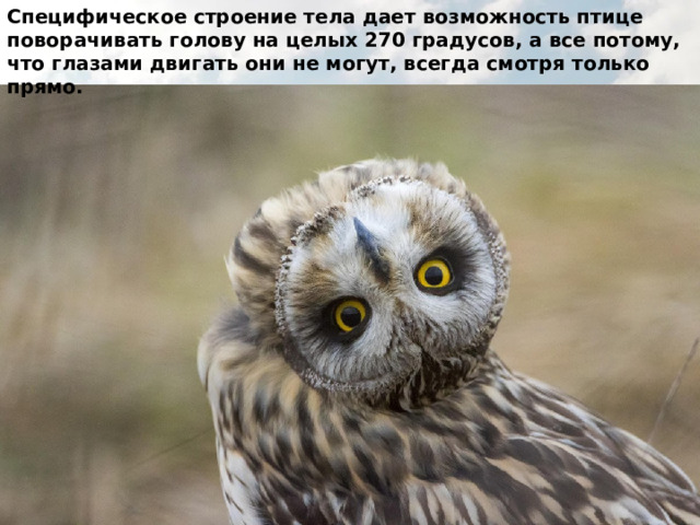 Специфическое строение тела дает возможность птице поворачивать голову на целых 270 градусов, а все потому, что глазами двигать они не могут, всегда смотря только прямо. 