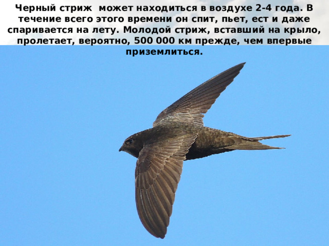 Черный стриж может находиться в воздухе 2-4 года. В течение всего этого времени он спит, пьет, ест и даже спаривается на лету. Молодой стриж, вставший на крыло, пролетает, вероятно, 500 000 км прежде, чем впервые приземлиться. 