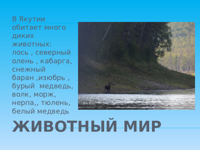В Якутии обитает много диких животных: лось , северный олень , кабарга, снежный баран ,изюбрь ,бурый медведь, волк, морж, нерпа,, тюлень, белый медведь Животный мир 