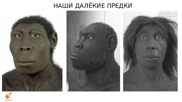 НАШИ ДАЛЁКИЕ ПРЕДКИ 
