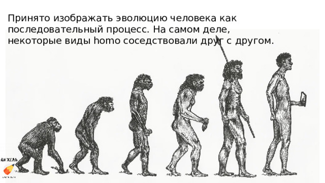 Принято изображать эволюцию человека как последовательный процесс. На самом деле, некоторые виды homo соседствовали друг с другом. 