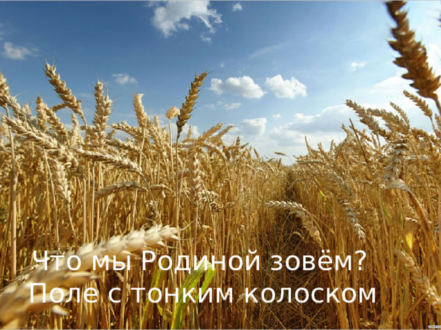 Что мы Родиной зовём?  Поле с тонким колоском 