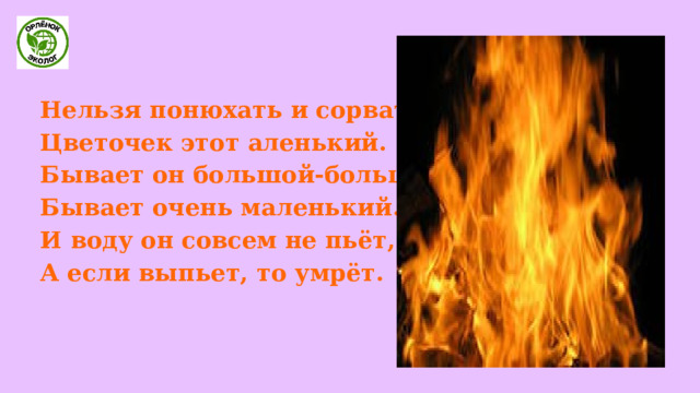 Нельзя понюхать и сорвать Цветочек этот аленький. Бывает он большой-большой, Бывает очень маленький. И воду он совсем не пьёт, А если выпьет, то умрёт. 