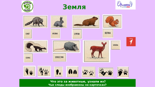 Земля  Что это за животные, узнали их? Чьи следы изображены на карточках? 