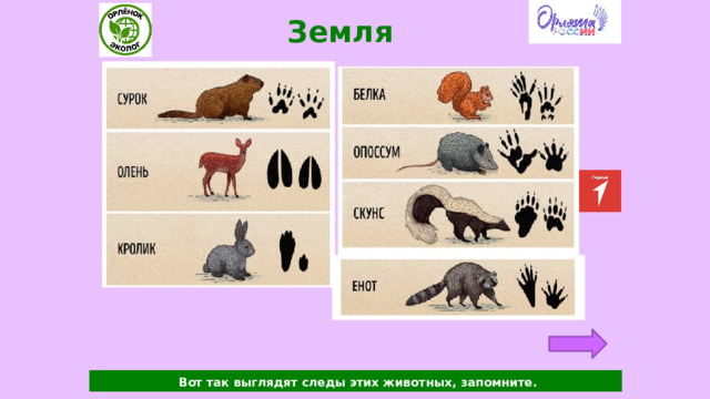 Земля  Вот так выглядят следы этих животных, запомните. 