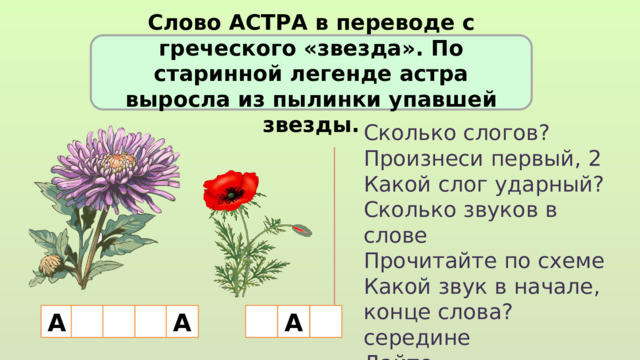 Слово АСТРА в переводе с греческого «звезда». По старинной легенде астра выросла из пылинки упавшей звезды. Сколько слогов? Произнеси первый, 2 Какой слог ударный? Сколько звуков в слове Прочитайте по схеме Какой звук в начале, конце слова? середине Дайте характеристику этого звука. А А А 