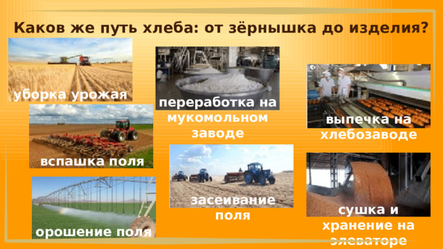 Каков же путь хлеба: от зёрнышка до изделия? уборка урожая переработка на мукомольном заводе выпечка на хлебозаводе вспашка поля засеивание поля сушка и хранение на элеваторе орошение поля 