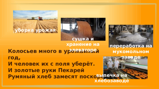 уборка урожая сушка и хранение на элеваторе переработка на мукомольном заводе Колосьев много в урожайный год, И человек их с поля уберёт. И золотые руки Пекарей Румяный хлеб замесят поскорей. выпечка на хлебозаводе 
