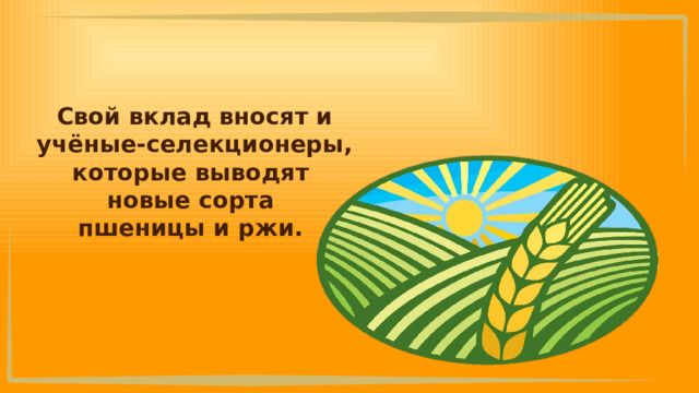 Свой вклад вносят и учёные-селекционеры, которые выводят новые сорта пшеницы и ржи. 