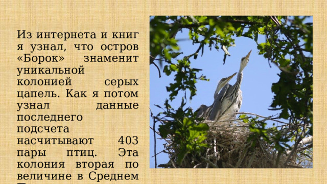 Из интернета и книг я узнал, что остров «Борок» знаменит уникальной колонией серых цапель. Как я потом узнал данные последнего подсчета насчитывают 403 пары птиц. Эта колония вторая по величине в Среднем Поволжье,чуть большая находится около Казани . 