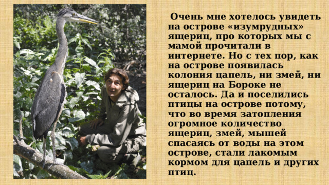  Очень мне хотелось увидеть на острове «изумрудных» ящериц, про которых мы с мамой прочитали в интернете. Но с тех пор, как на острове появилась колония цапель, ни змей, ни ящериц на Бороке не осталось. Да и поселились птицы на острове потому, что во время затопления огромное количество ящериц, змей, мышей спасаясь от воды на этом острове, стали лакомым кормом для цапель и других птиц. 