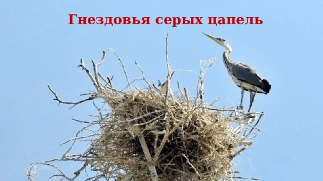 Гнездовья серых цапель 