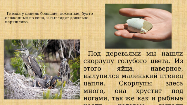  Гнезда у цапель большие, лохматые, будто сложенные из сена, и выглядят довольно неряшливо.    Под деревьями мы нашли скорлупу голубого цвета. Из этого яйца, наверное, вылупился маленький птенец цапли. Скорлупы здесь много, она хрустит под ногами, так же как и рыбные кости, которые выпали из гнезд. 