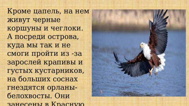 Кроме цапель, на нем живут черные коршуны и чеглоки. А посреди острова, куда мы так и не смоги пройти из -за зарослей крапивы и густых кустарников, на больших соснах гнездятся орланы-белохвосты. Они занесены в Красную книгу России. 