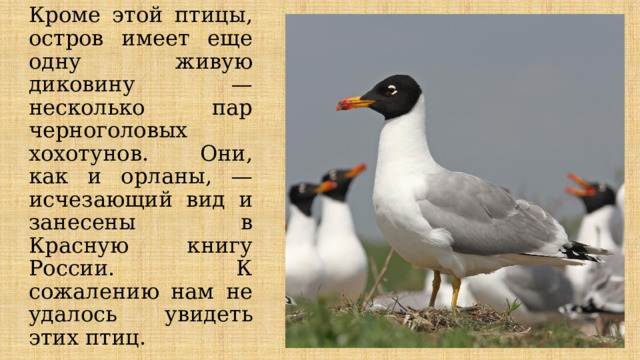 Кроме этой птицы, остров имеет еще одну живую диковину — несколько пар черноголовых хохотунов. Они, как и орланы, —исчезающий вид и занесены в Красную книгу России. К сожалению нам не удалось увидеть этих птиц. 