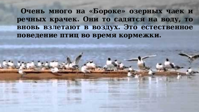  Очень много на «Бороке» озерных чаек и речных крачек. Они то садятся на воду, то вновь взлетают в воздух. Это естественное поведение птиц во время кормежки. 