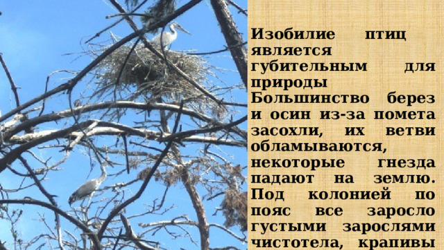 Изобилие птиц является губительным для природы Большинство берез и осин из-за помета засохли, их ветви обламываются, некоторые гнезда падают на землю. Под колонией по пояс все заросло густыми зарослями чистотела, крапивы из-за обилия азота в почве. 