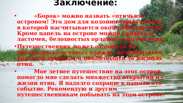 Заключение:    «Борок» можно назвать «птичьим» островом! Это дом для колонии серых цапель в которой насчитывается около 400 пар птиц. Кроме цапель на острове можно увидеть и ласточек, белохвостых орланов и других птиц. Путешественник может отдохнуть на прекрасных песчаных пляжах, полюбоваться красотой природы и понаблюдать за жизнью птиц.  Мое летнее путешествие на этот остров помогло мне сделать множество открытий из жизни птиц. Я надолго сохраню в памяти это событие. Рекомендую и другим путешественникам побывать на этом острове. 