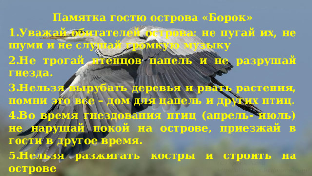 Памятка гостю острова «Борок» ё 1.Уважай обитателей острова: не пугай их, не шуми и не слушай громкую музыку 2.Не трогай птенцов цапель и не разрушай гнезда. 3.Нельзя вырубать деревья и рвать растения, помни это все – дом для цапель и других птиц. 4.Во время гнездования птиц (апрель- июль) не нарушай покой на острове, приезжай в гости в другое время. 5.Нельзя разжигать костры и строить на острове 6.Наблюдай, изучай, но не разрушай! 