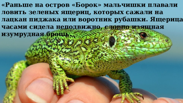 «Раньше на остров «Борок» мальчишки плавали ловить зеленых ящериц, которых сажали на лацкан пиджака или воротник рубашки. Ящерица часами сидела неподвижно, словно изящная изумрудная брошь. 
