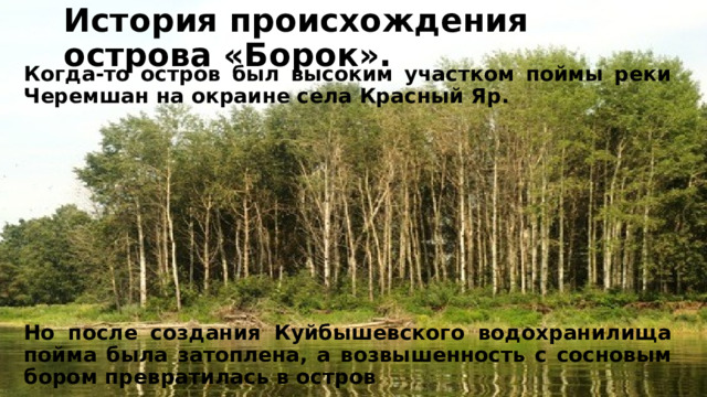 История происхождения острова «Борок». Когда-то остров был высоким участком поймы реки Черемшан на окраине села Красный Яр. Но после создания Куйбышевского водохранилища пойма была затоплена, а возвышенность с сосновым бором превратилась в остров 
