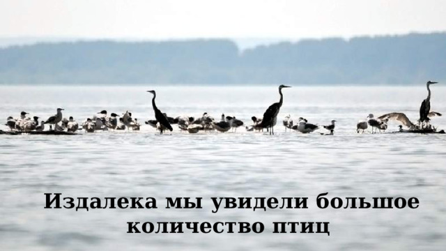 Издалека мы увидели большое количество птиц 