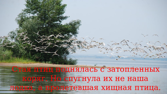  Стая птиц поднялась с затопленных коряг. Но спугнула их не наша лодка, а пролетевшая хищная птица. 