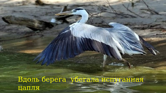 Вдоль берега убегала испуганная цапля  