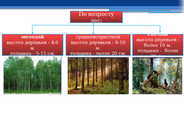 По возросту лес: молодой средневозрастной спелый высота деревьев - более 10 м. высота деревьев - 6-10 м. высота деревьев - 4-6 м. толщина - более 20 см. толщина - около 20 см. толщина - 5-15 см. 