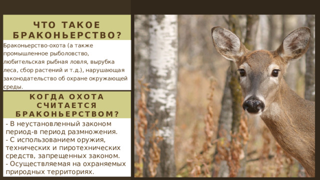 Что такоe браконьерство? Браконьерство-охота (а также промышленное рыболовство, любительская рыбная ловля, вырубка леса, сбор растений и т.д.), нарушающая законодательство об охране окружающей среды. КОГДА ОХОТА СЧИТАЕТСЯ БРАКОНЬЕРСТВОМ? - В неустановленный законом период-в период размножения. - С использованием оружия, технических и пиротехнических средств, запрещенных законом. - Осуществляемая на охраняемых природных территориях. 