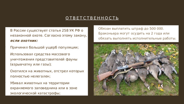 ответственность   Обязан выплатить штраф до 500 000. Браконьера могут осудить на 2 года или обязать выполнять исполнительные работы. В России существует статья 258 УК РФ о незаконной охоте. Согласно этому закону, если охотник: Причинил большой ущерб популяции; Использовал средства массового уничтожения представителей фауны (взрывчатку или газы); Охотился на животных, отстрел которых полностью нелегален; Убивал животных на территории охраняемого заповедника или в зоне экологической катастрофы; 