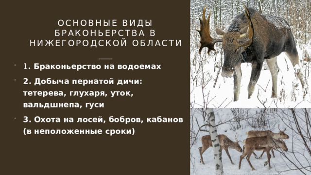 Основные виды браконьерства в Нижегородской области 1 . Браконьерство на водоемах 2. Добыча пернатой дичи: тетерева, глухаря, уток, вальдшнепа, гуси 3. Охота на лосей, бобров, кабанов (в неположенные сроки) 