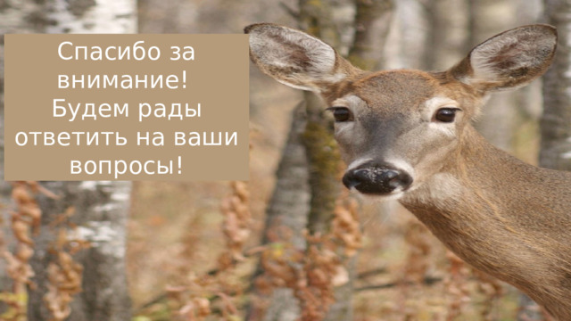 Спасибо за внимание! Будем рады ответить на ваши вопросы! 