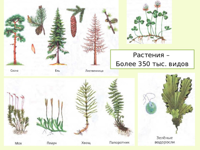 Растения – Более 350 тыс. видов 