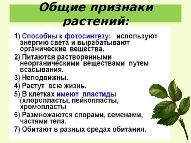 Общие признаки растений: 