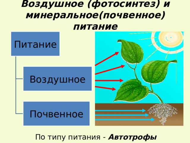Воздушное (фотосинтез) и минеральное(почвенное) питание Питание Воздушное Почвенное По типу питания - Автотрофы 13 