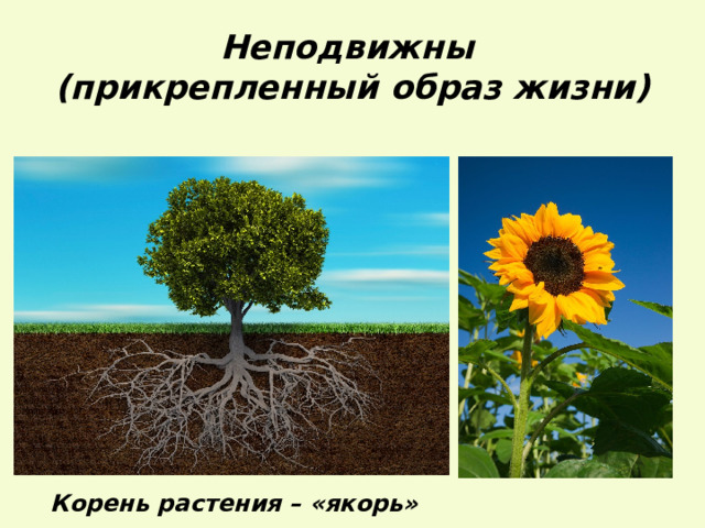 Неподвижны  (прикрепленный образ жизни) Корень растения – «якорь» 