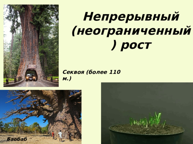 Непрерывный (неограниченный) рост Секвоя (более 110 м.) Баобаб 