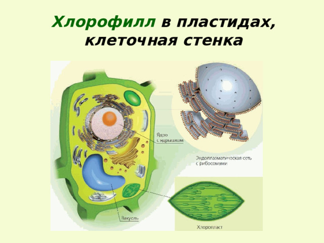 Хлорофилл в пластидах, клеточная стенка 